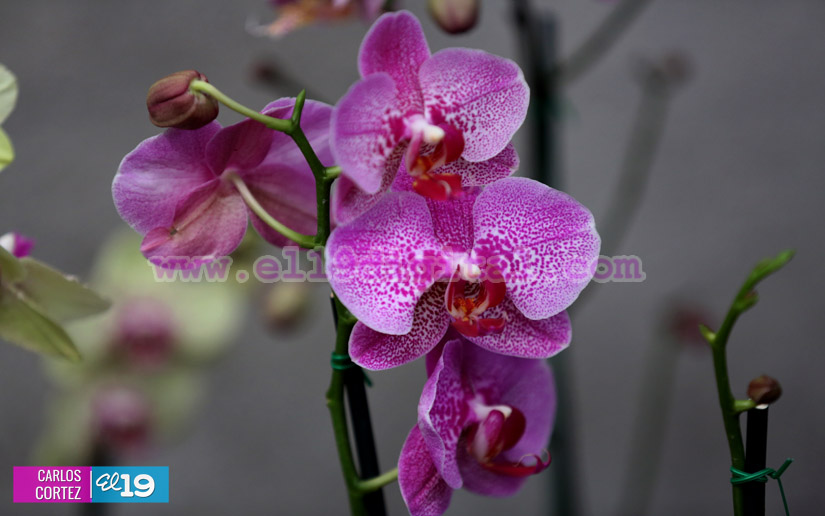 orquideas